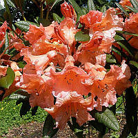 Рододендрон Tortoiseshell Orange (Черепаховий помаранчевий) гір С7 45-50см