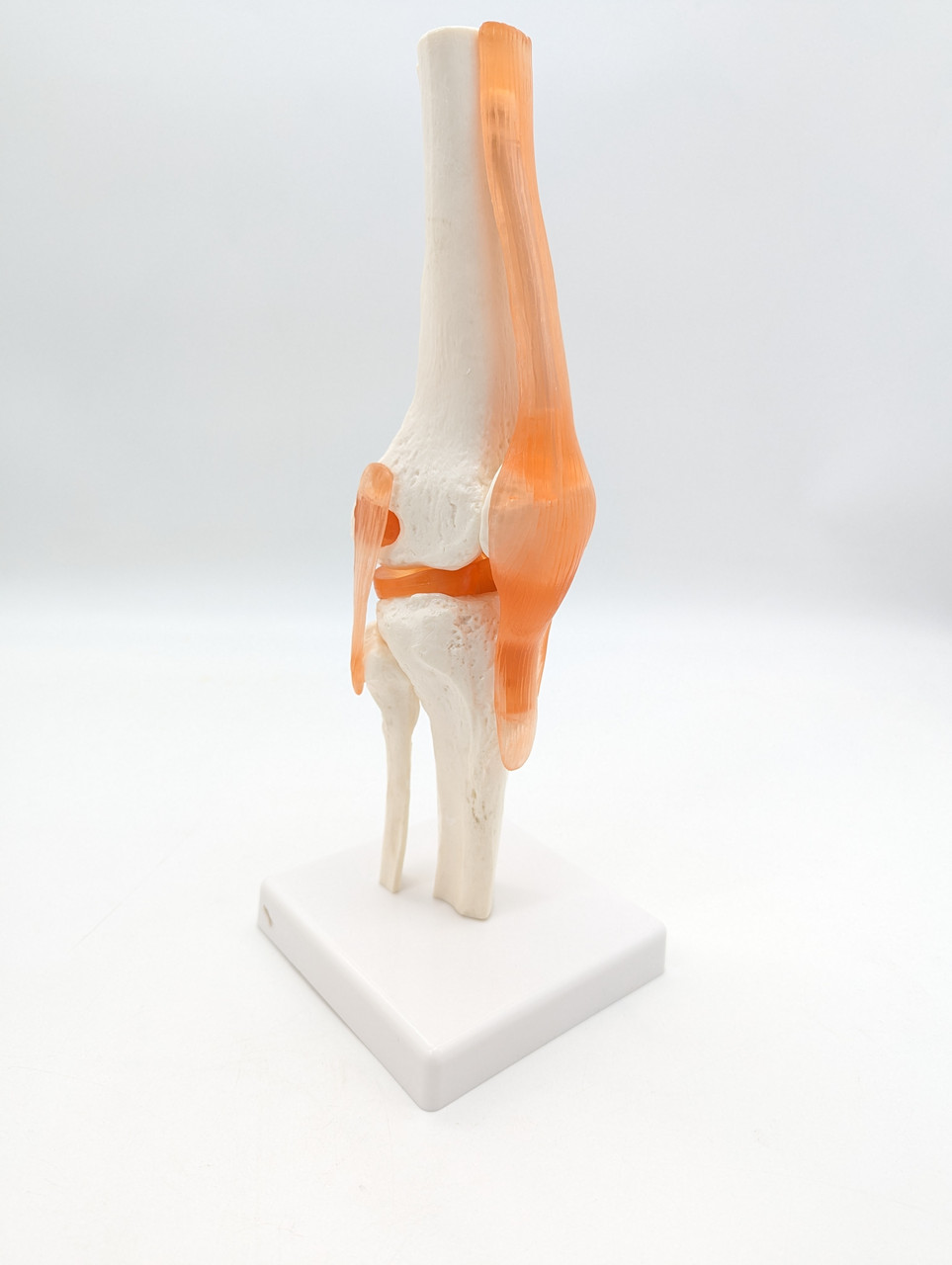 АНАТОМІЧНА МОДЕЛЬ КОЛІННОГО СУГЛОБА ЛЮДИНИ 1:1
 рухома