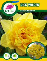 Нарцис махровий Dick Wilden, фото 3