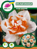 Нарцис махровий Delnashaught, фото 4