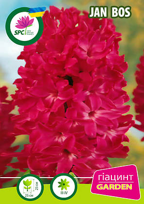 Гіацинт Jan Bos, фото 3