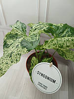 Растения комнатные сингониум в горшке/ Сингониум