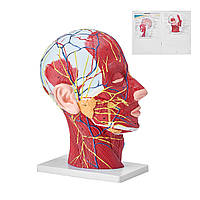 VEVOR Судинна модель голови людини Анатомічна модель мозку 225 x 115 x 281 мм, Анатомічна модель скелета