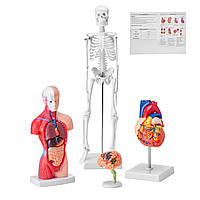 VEVOR 4-х компонентні моделі анатомії людини Модель анатомії тіла людини, повний скелет / повний набір органів