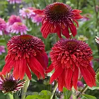 Эхинацея Эксцентрик (Echinacea eccentric) С2