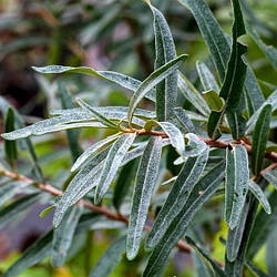 Саджанці обліпихи Адам (2,5 роки, контейнер 2л)