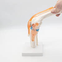 Анатомическая модель коленного сустава человека 1:1 подвижная