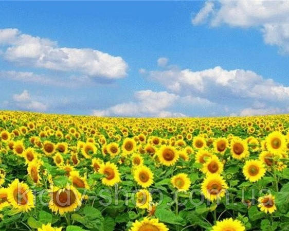 Діамантова вишивка. Картина на підрамнику "Поле соняхів", 40х50см, круглі стрази