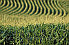Семена кукурузы Солонянський 298 СВ (ФАО-290), фото 2