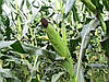 Семена кукурузы Солонянський 298 СВ (ФАО-290), фото 3