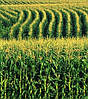 Семена кукурузы Солонянський 298 СВ (ФАО-290), фото 4