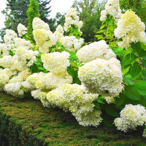 Саджанці Гортензії Лаймлайт (Hydrangea paniculata Limelight)