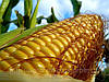 Семена кукурузы Днепровський 181СВ (ФАО-180), фото 2