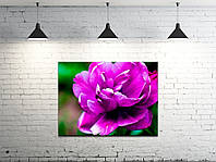 Картина на холсте ProfART S4560-c1552 60 x 45 см Цветок (hub_ZlEP56983) OS, код: 1224866