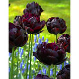 Тюльпан Black Hero 8/10, фото 2