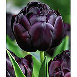 Тюльпан Black Hero 8/10, фото 4