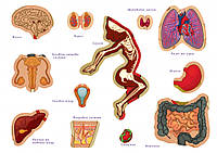 Детская обучающая игра с многоразовыми наклейками "Тело человека" KP-004y на укр. языке js