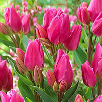 Тюльпан Happy Family 11/12