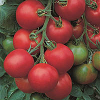 Толстой F1 (1000 нас.) насіння томату Bejo