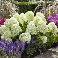 Саженцы Гортензии Литл Спуки (Hydrangea paniculata Little Spooky)