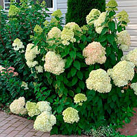 Саженцы Гортензии Лаймлайт (Hydrangea paniculata Limelight)