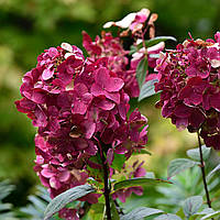 Саженцы Гортензии Вимс Ред (Hydrangea paniculata Wim's Red)