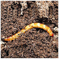 Дротяники (личинки жуків-коваликів)