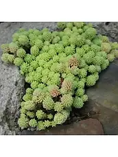 Очиток (седум) іспанський, фото 3