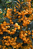 Піраканта "Soleil D or". Pyracantha coccinea "Soleil d'Or".