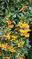 Піраканта "Golden Charmer". Pyracantha "Golden Charmer".