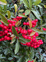 Піраканта "Red Column". Pyracantha "Red Column".