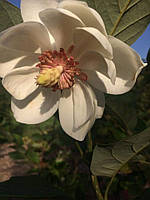 Магнолія Sieboldii. Магнолия Зибольда. Magnolia Sieboldii.