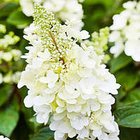 Саженцы Гортензии Канделайт (Hydrangea paniculata Candlelight)