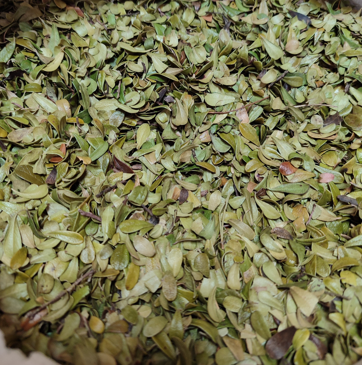 Толокнянка / Медвежі вушка / Мучниця, 100г., фото 1