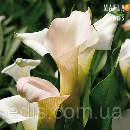 Кала Crystal Blush (Кристал Блаш) 1 бульба 12/14, фото 3