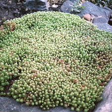 Очиток (седум) іспанський, фото 2