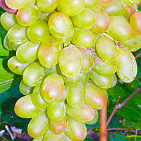 Саженец винограда Дар Милитополю мускатный