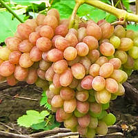 Саженец винограда Джин мускатный кишмиш