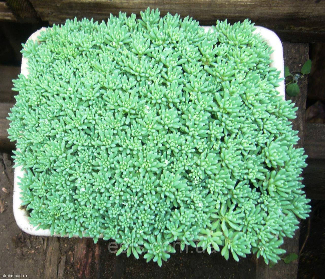 Очиток (седум) іспанський