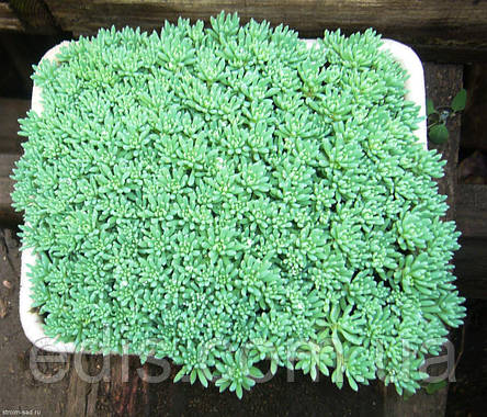 Очиток (седум) іспанський, фото 1