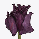 Тюльпан Crown of Negrita 11/12, фото 2