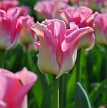Тюльпан Crown of Dynasty 11/12, фото 2