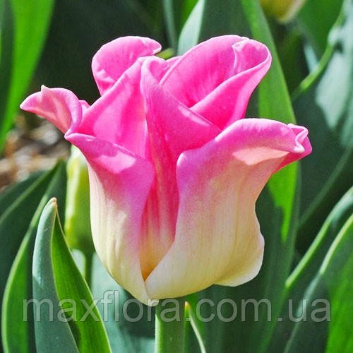 Тюльпан Crown of Dynasty 11/12, фото 1