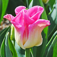 Тюльпан Crown of Dynasty 11/12