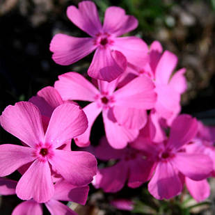 Саджанці Флокса шилоподібного Дрюмонд Пінк (Phlox subulata Drummond Pink) Р9