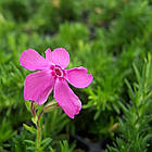 Саджанці Флокса шилоподібного Дрюмонд Пінк (Phlox subulata Drummond Pink) Р9, фото 4