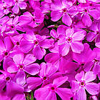 Саджанці Флокса шилоподібного Дрюмонд Пінк (Phlox subulata Drummond Pink) Р9, фото 5