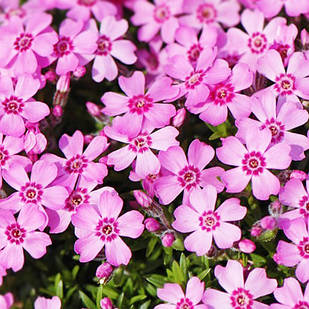 Саджанці Флокса шилоподібного Цвергентеппіх (Phlox subulata Zwergenteppich) Р9