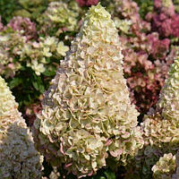 Саджанці Гортензії Меджикал Кіліманджаро (Hydrangea paniculata Magical Kilimanjaro)