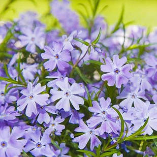 Саджанці Флокса шилоподібного Фабулоус Дарк Сентер (Phlox subulata Fabulous Blue Dark Center) Р9